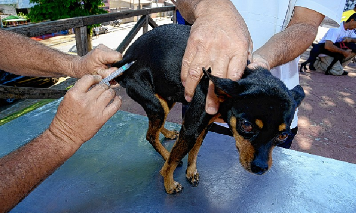 Dia D de Vacinação Antirrábica acontece neste sábado (26) em Extremoz; confira os locais