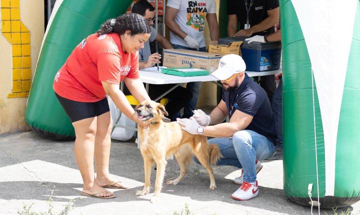 Pré-campanha de vacinação antirrábica imuniza mais de 1.800 cães e gatos em Parnamirim
