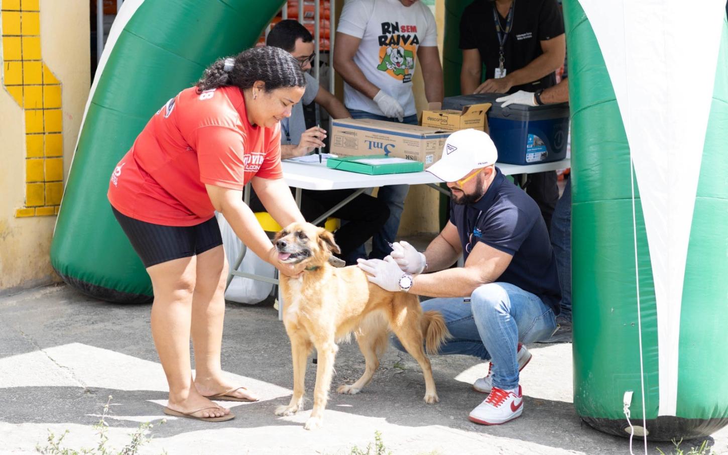 Pré-campanha de vacinação antirrábica imuniza mais de 1.800 cães e gatos em Parnamirim