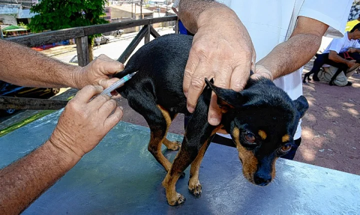 Dia D de Vacinação Antirrábica acontece neste sábado (26) em Extremoz; confira os locais